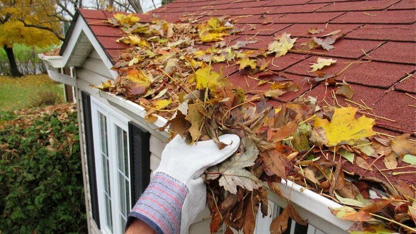 leaves in gutter