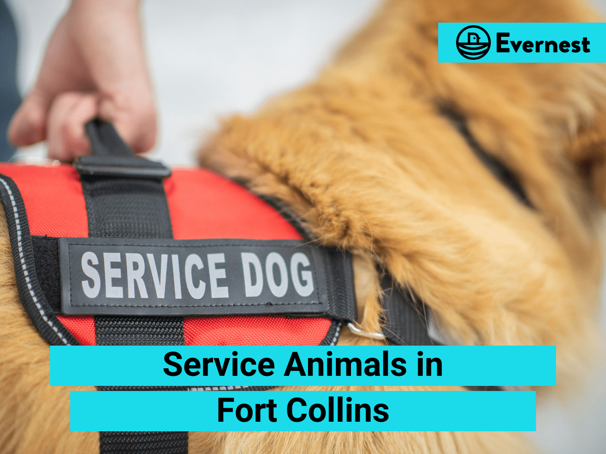 Service Animals: Everything Landlords Need to Know in Fort Collins, Colorado